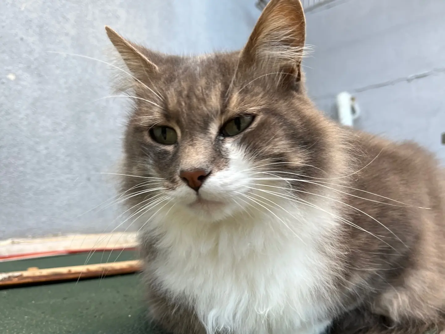 Adotta un gatto, taglia non valida, maschio, Oristano