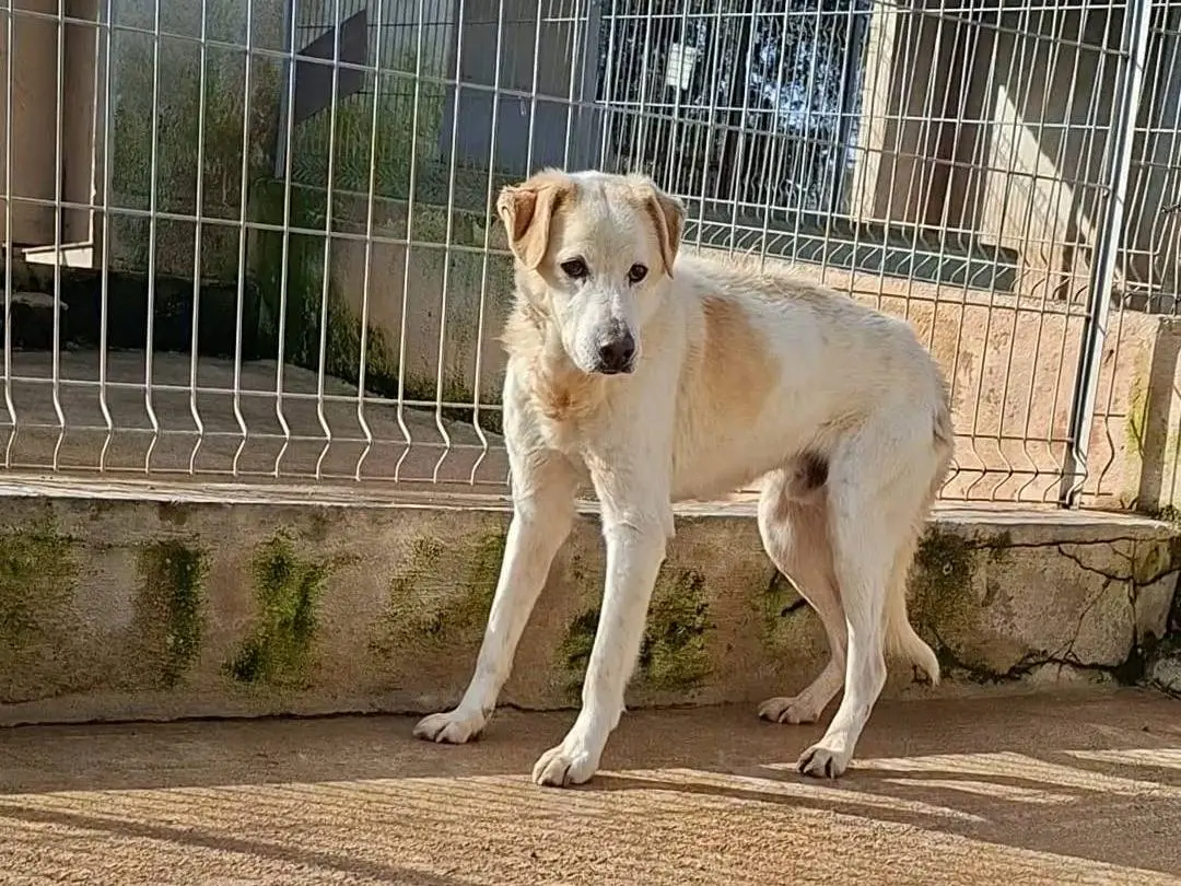 Adozione cane, maschio, Razza sconosciuta Razza sconosciuta, 13 anni e 6 mesi, taglia media, Bari