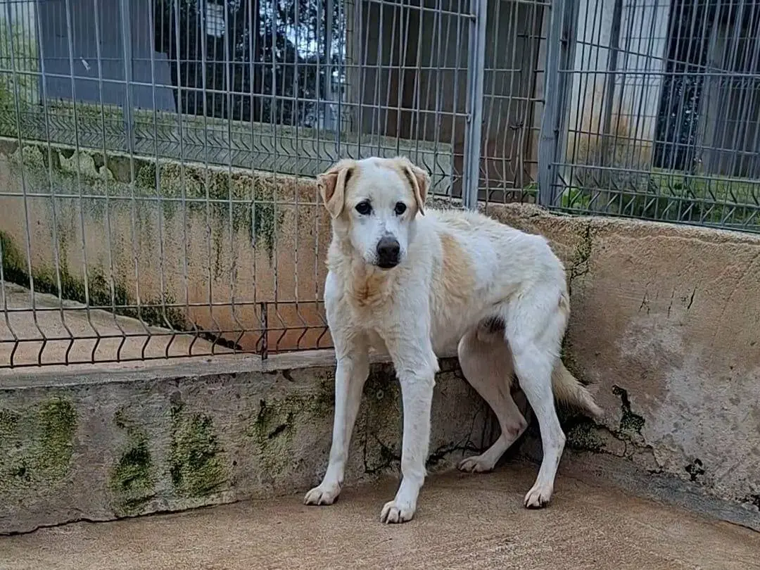 Adotta un cane, maschio, 13 anni e 6 mesi, Bari
