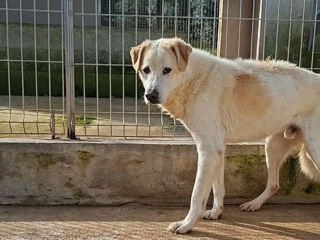 Adotta un cane, taglia media, maschio, Bari