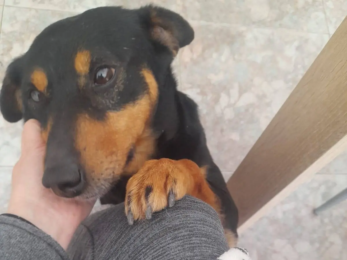 Adotta un cane, taglia piccola, maschio, Cagliari