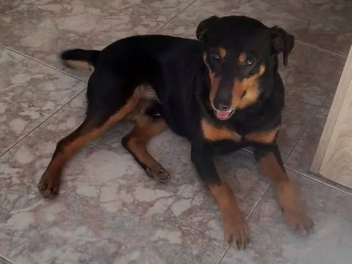 Adotta un cane, maschio, 5 anni e 8 mesi, Cagliari