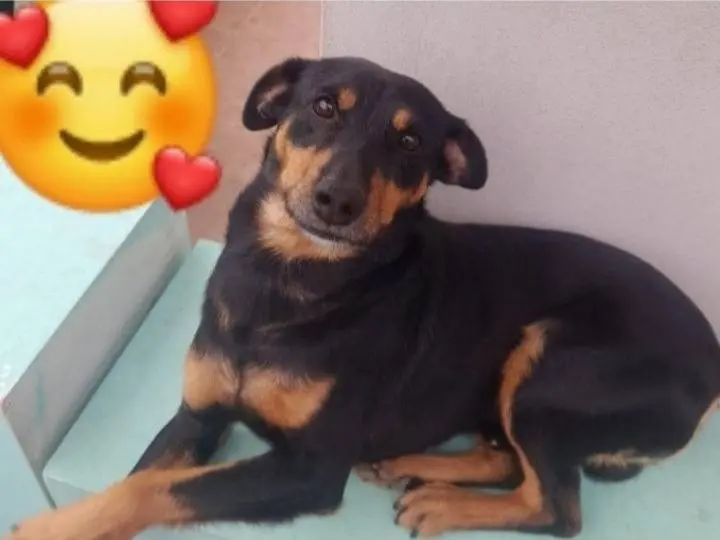 Adozione cane, maschio, Razza sconosciuta Razza sconosciuta, 5 anni e 8 mesi, taglia piccola, Cagliari