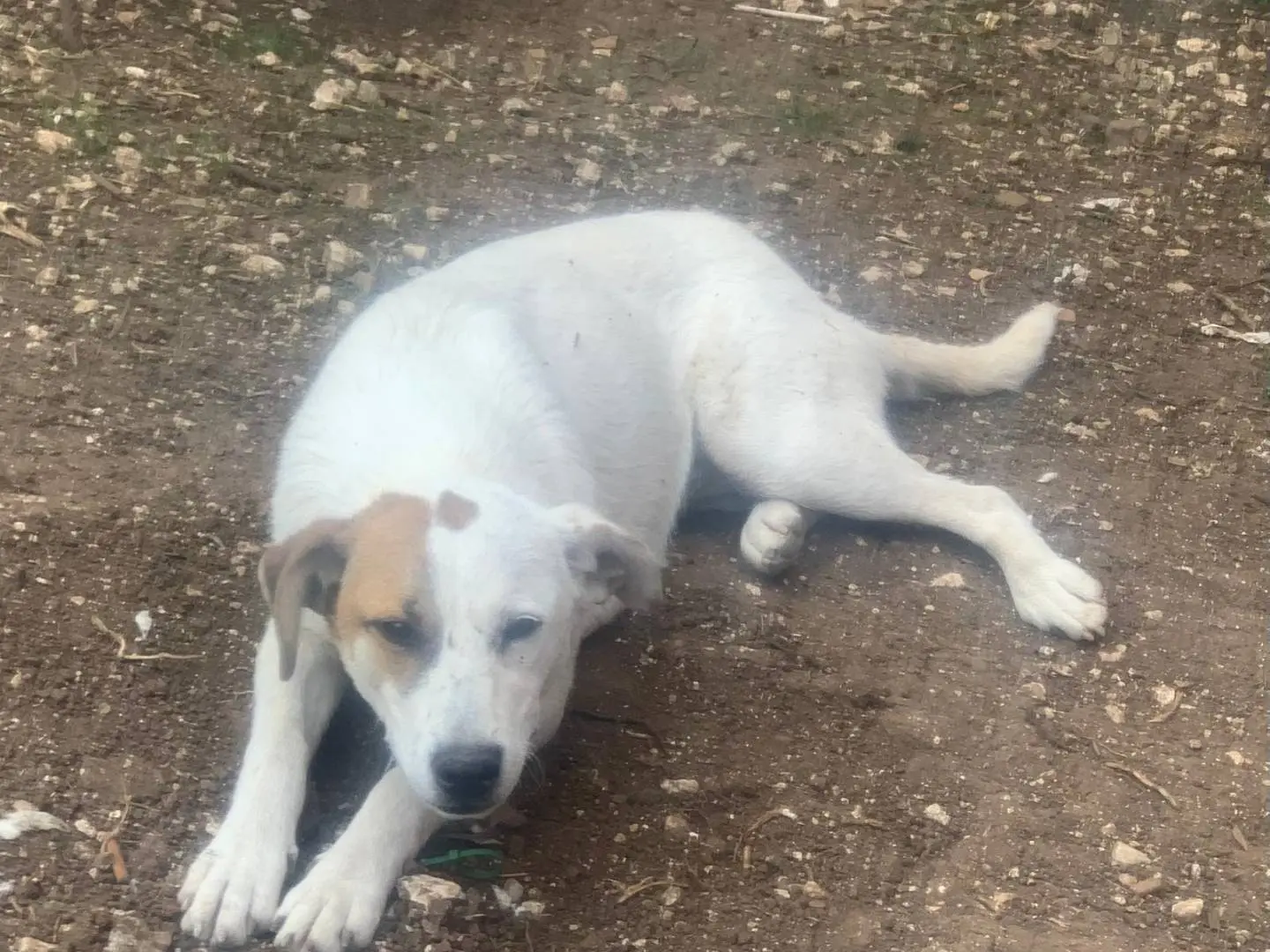 Adotta il cane Isa a Frosinone