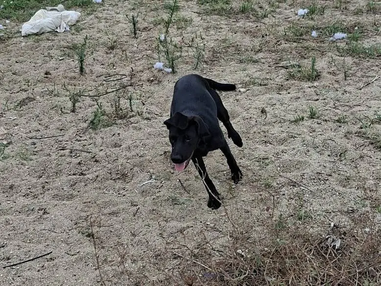 Adotta un cane, taglia media, femmina, Parma