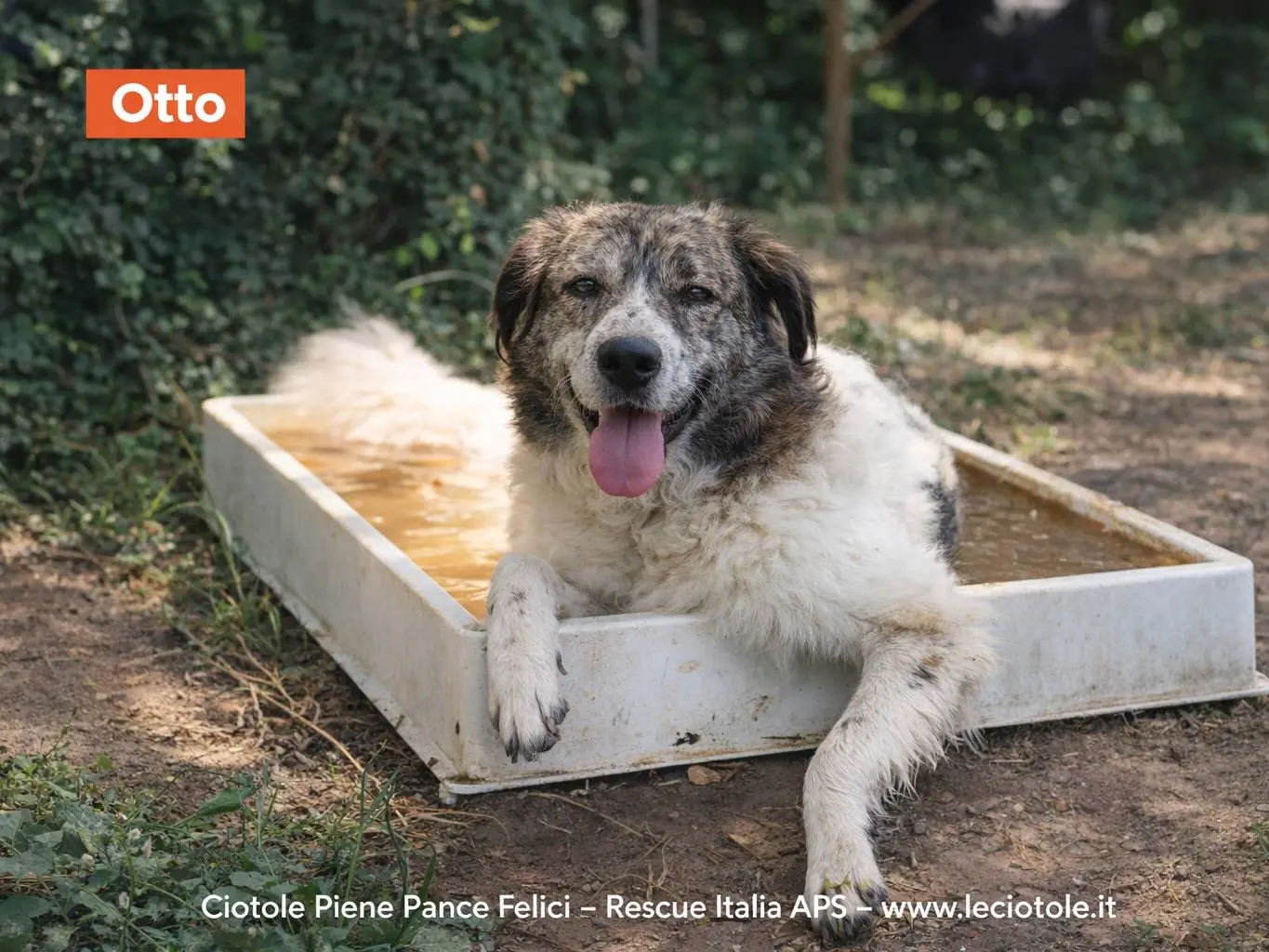 Adozione cane, maschio, Razza sconosciuta Razza sconosciuta, 5 anni e 1 mese, taglia media, Avellino