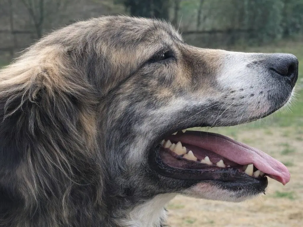 Adotta un cane, maschio, 5 anni e 1 mese, Avellino