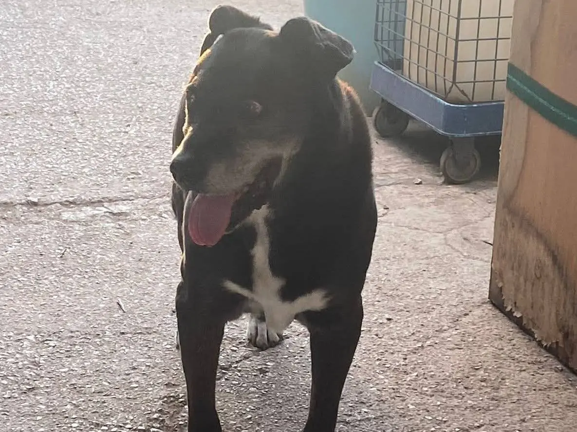 Vuoi adottare un cane a Bari?