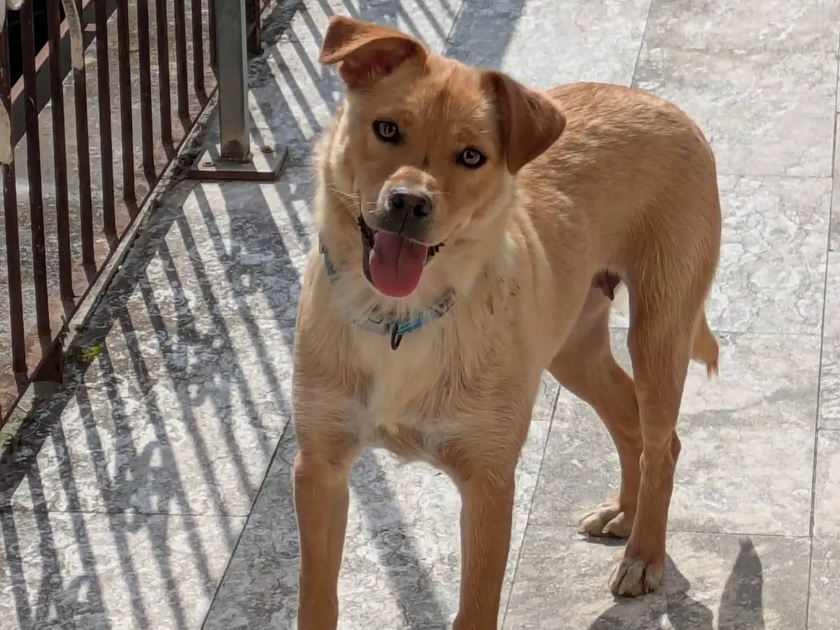 Adozione cane, femmina, Razza sconosciuta Razza sconosciuta, 2 anni e 5 mesi, taglia media contenuta, Benevento