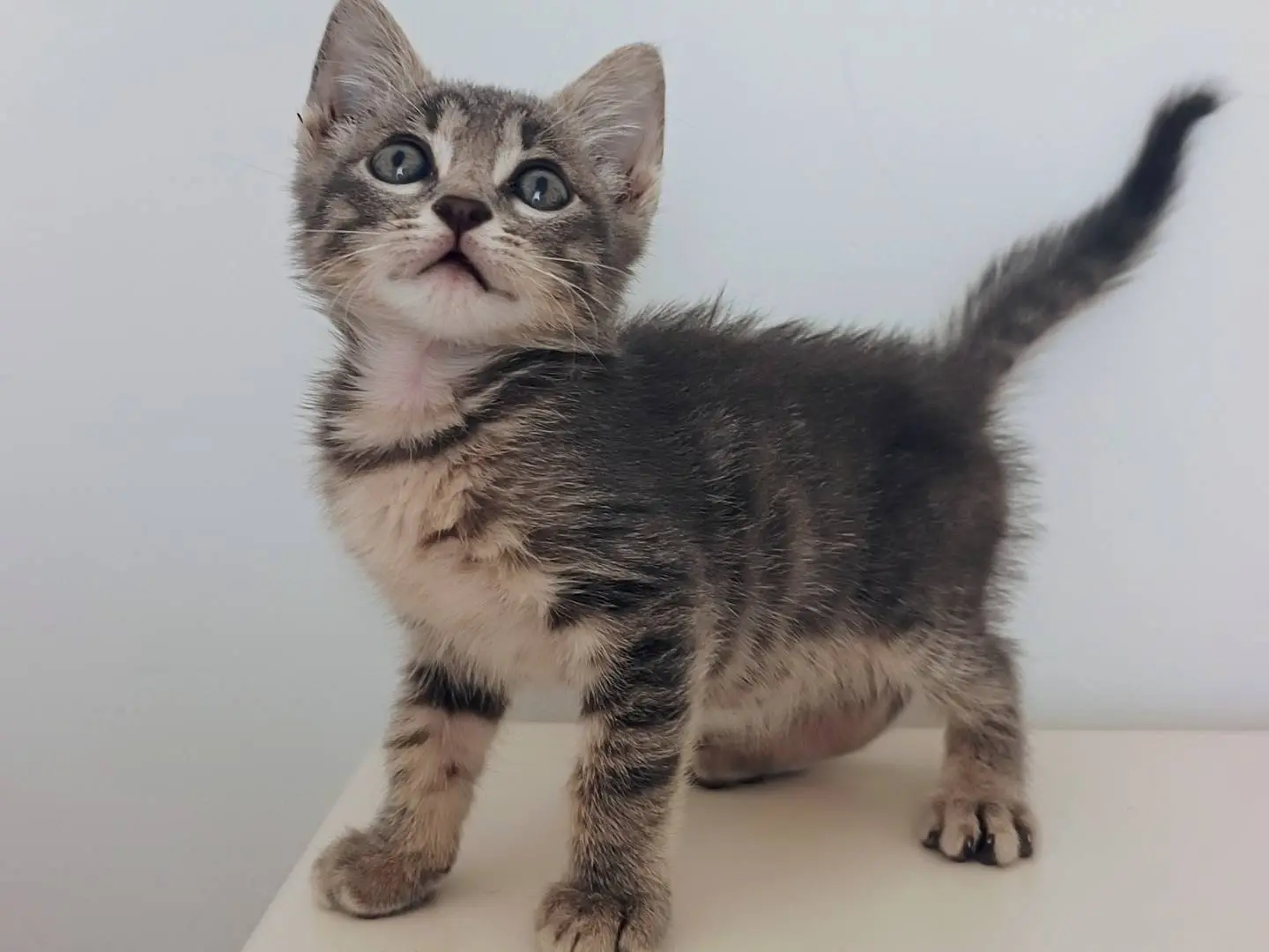 Adotta il gatto Bentley a Varese