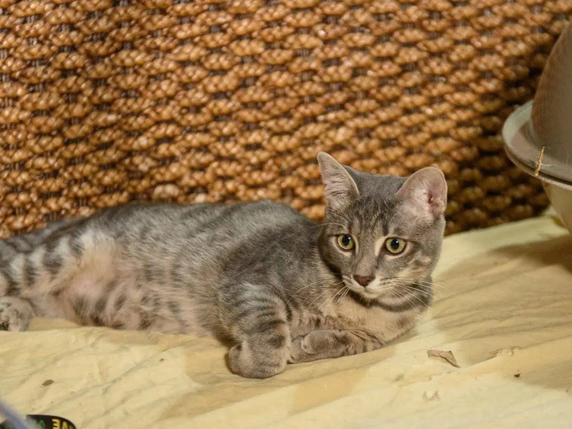 Adozione gatto, maschio, Razza sconosciuta Certosino , 5 mesi, taglia non valida, Varese