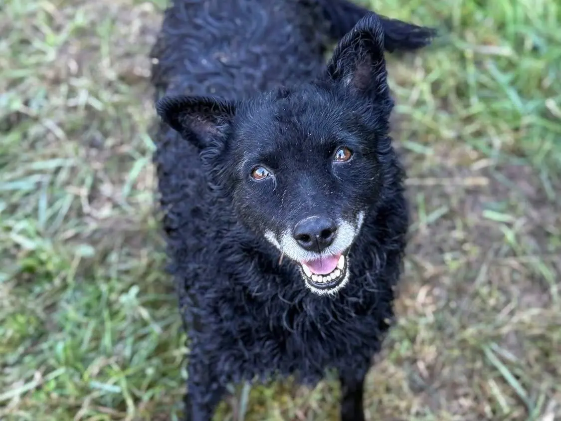 Adotta un cane, femmina, 5 anni e 9 mesi, Firenze
