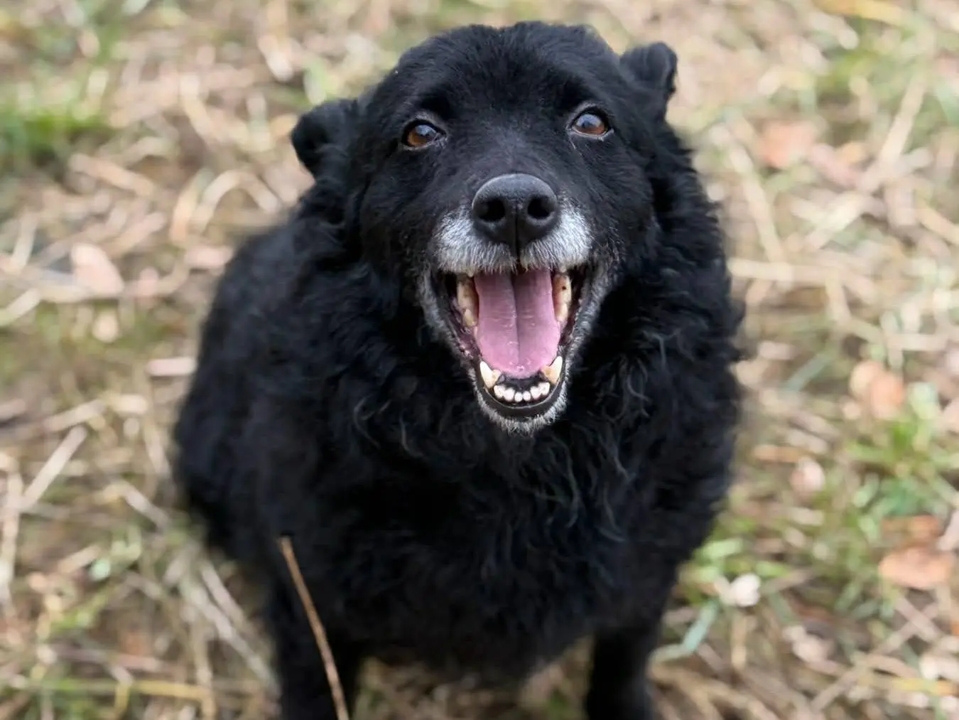 Adotta un cane, taglia media, femmina, Firenze