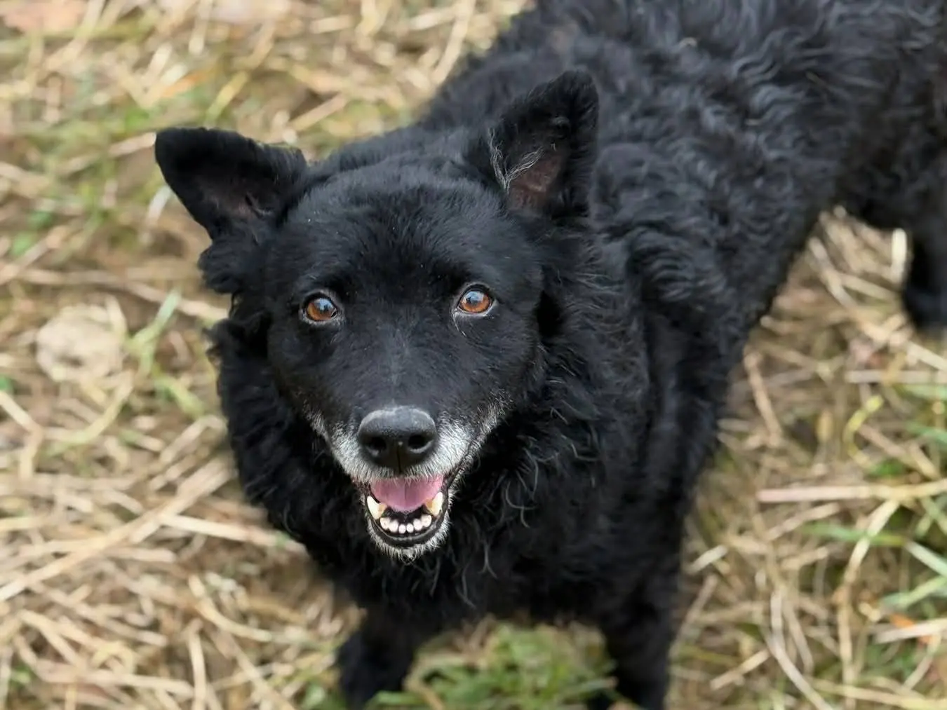 Vuoi adottare un cane a Firenze?