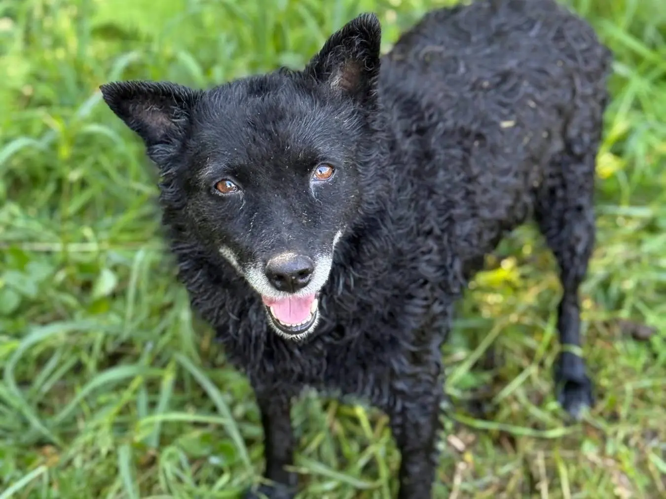 Adozione cane, femmina, Razza sconosciuta Razza sconosciuta, 5 anni e 9 mesi, taglia media, Firenze