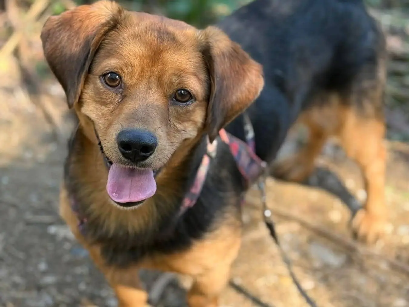 Adozione cane, maschio, Razza sconosciuta Razza sconosciuta, 3 anni e 7 mesi, taglia media contenuta, Firenze