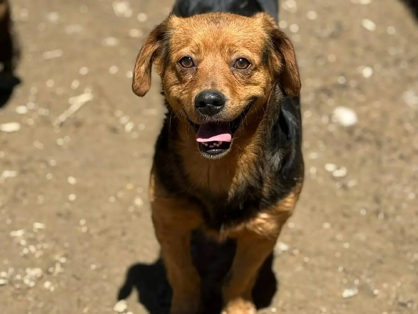 Adotta un cane, maschio, 3 anni e 7 mesi, Firenze
