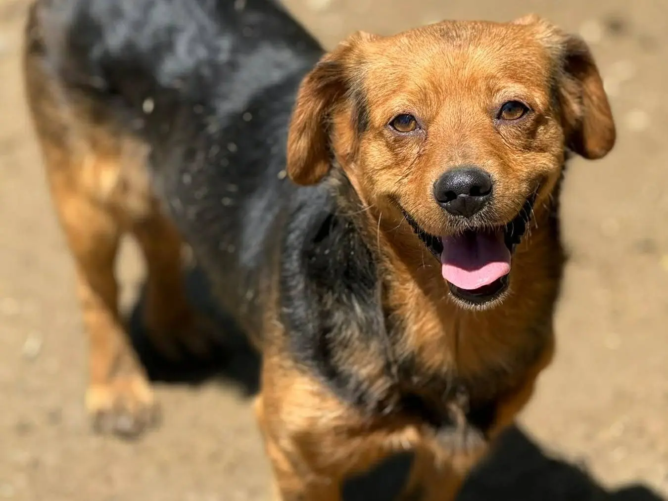 Adotta un cane, taglia media contenuta, maschio, Firenze