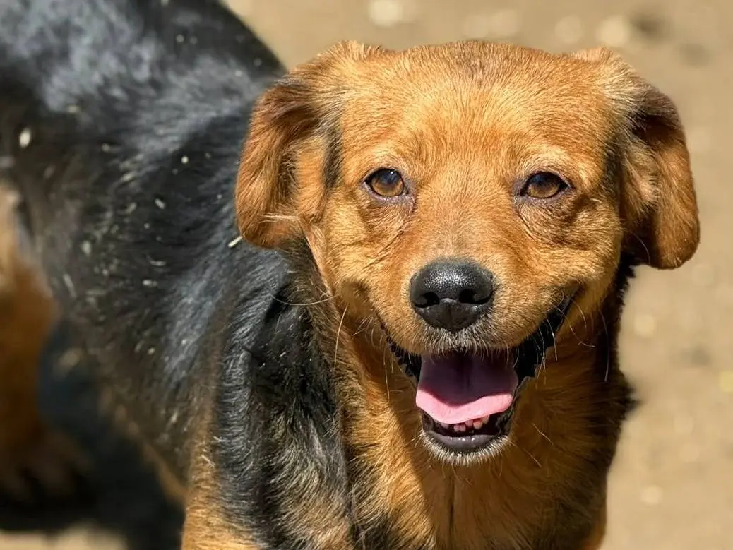 Vuoi adottare un cane a Firenze?