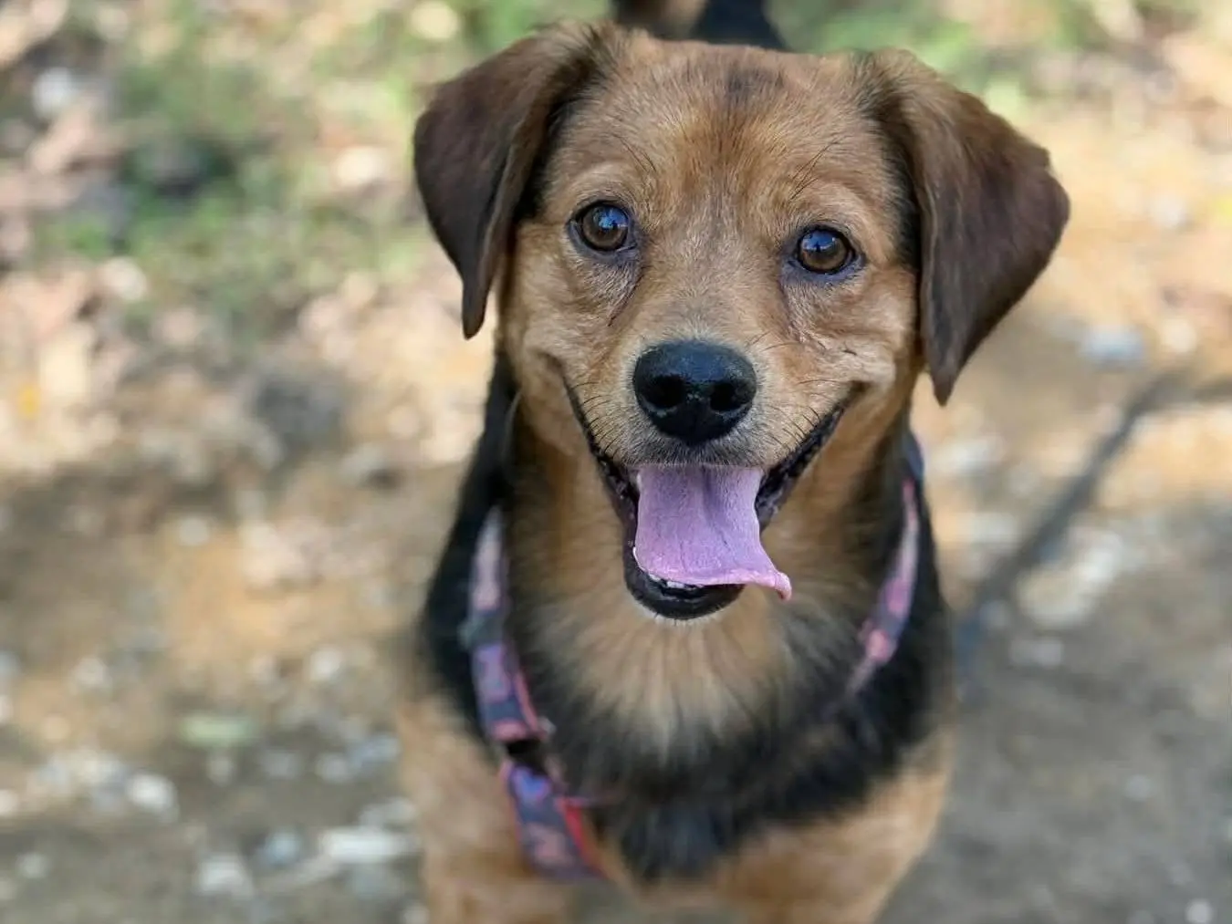 Adotta il cane ADAM a Firenze