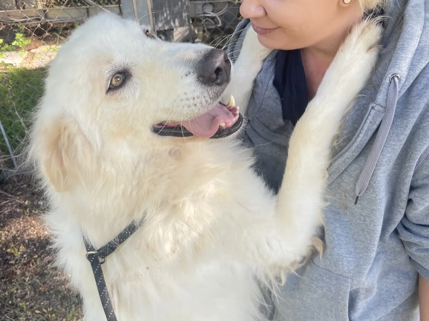 Adozione cane, maschio, Razza sconosciuta Pastore maremmano, 7 anni e 1 mese, taglia grande, Latina