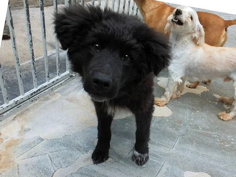 Adotta il cane EBANO a Frosinone