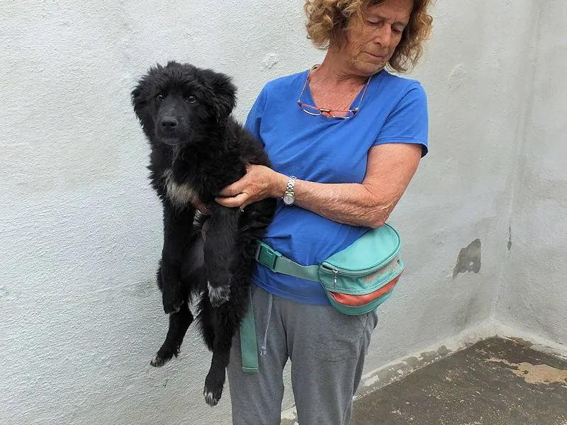 Adotta un cane, maschio, 1 anno e 10 mesi, Frosinone
