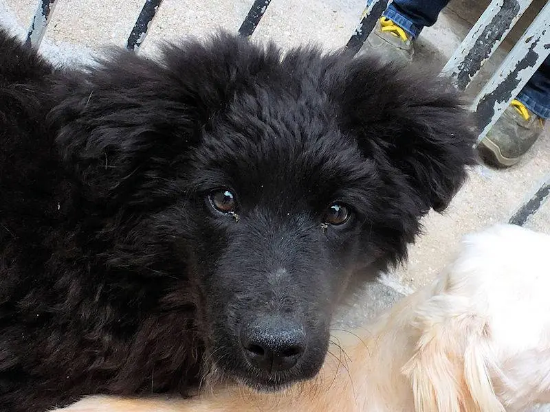 Vuoi adottare un cane a Frosinone?