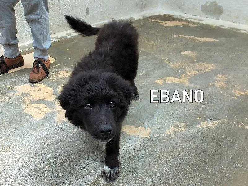 Adozione cane, maschio, Razza sconosciuta Razza sconosciuta, 1 anno e 10 mesi, taglia media contenuta, Frosinone