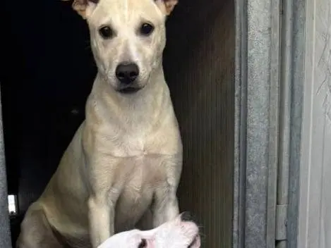 Foto 3 dell'animale