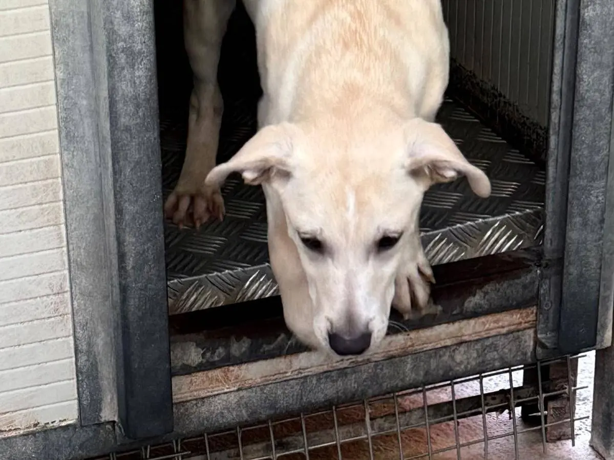 Adotta un cane, taglia media contenuta, maschio, Cosenza