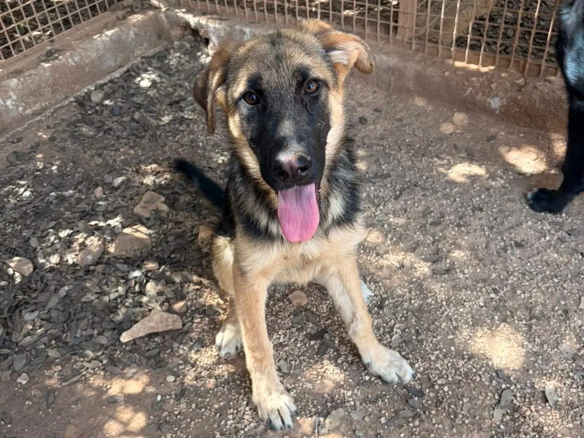 Adozione cane, femmina, Border Collie Pastore tedesco, 7 mesi, taglia media, Taranto