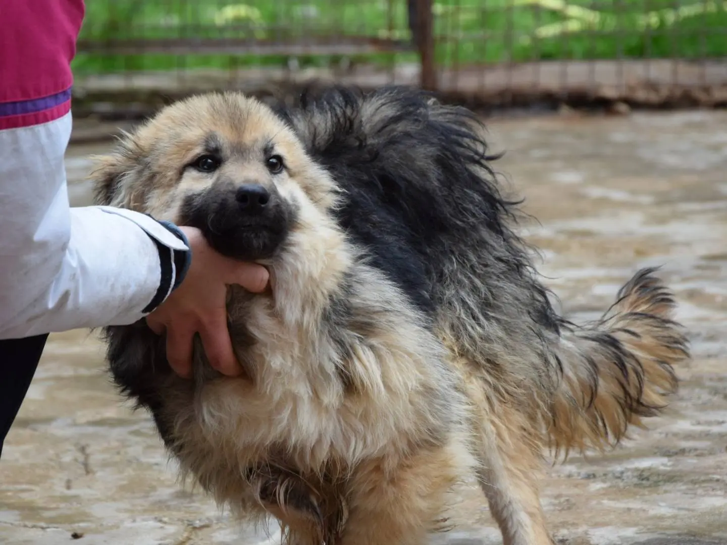 Adozione cane, maschio, Razza sconosciuta Razza sconosciuta, 2 anni e 3 mesi, taglia media contenuta, Chieti