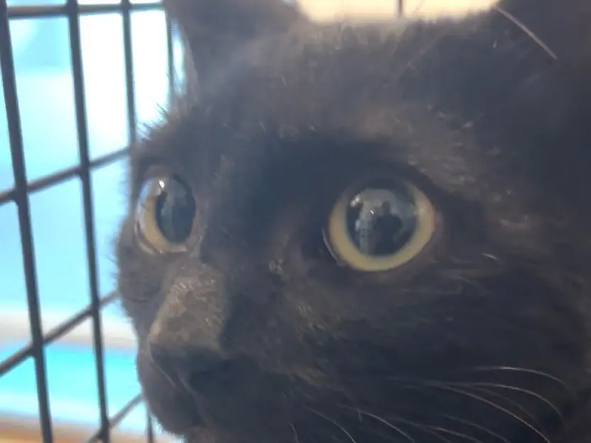 Adozione gatto, femmina, Razza sconosciuta Razza sconosciuta, 6 mesi, taglia non valida, Torino