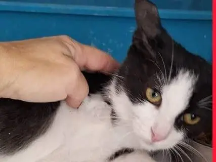 Adozione gatto, femmina, Razza sconosciuta Razza sconosciuta, 4 mesi, taglia non valida, Napoli