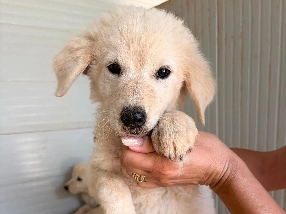 Adozione cane, femmina, Razza sconosciuta Razza sconosciuta, 4 mesi, taglia media, Taranto