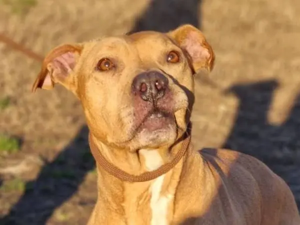Adozione cane, femmina, Pitbull Razza sconosciuta, 7 anni e 7 mesi, taglia media, Milano