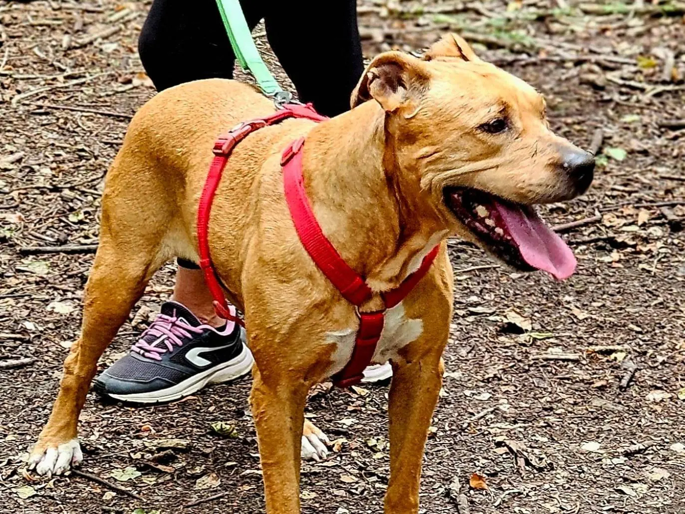 Adotta un cane, femmina, 7 anni e 7 mesi, Milano