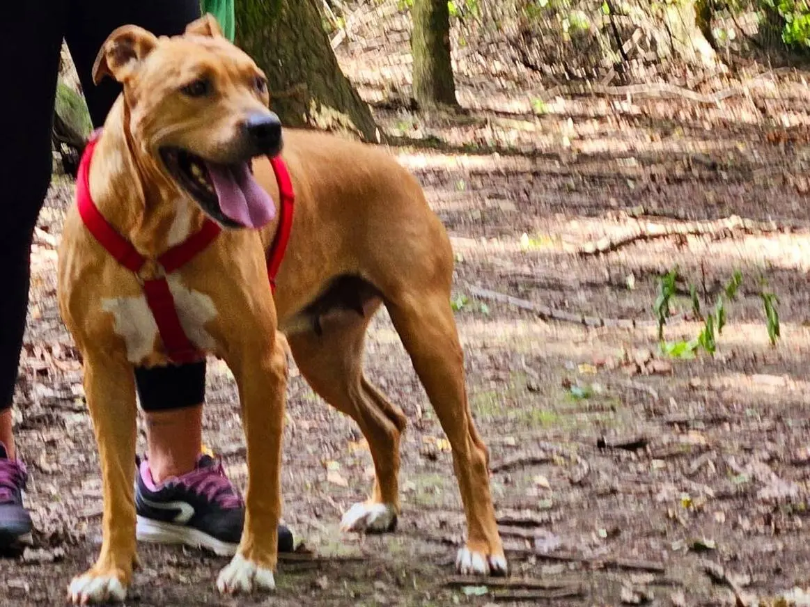 Vuoi adottare un cane a Milano?