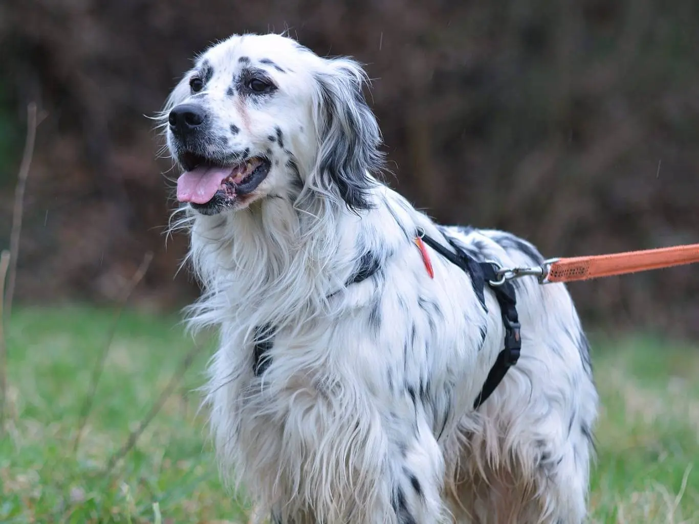 Adotta un cane, taglia media contenuta, maschio, Como