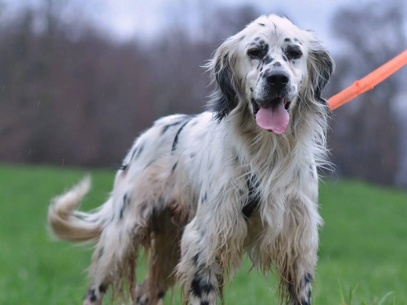 Adozione cane, maschio, Setter Inglese, 7 anni e 5 mesi, taglia media contenuta, Como