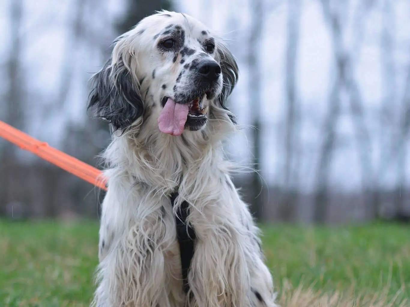 Adotta un cane, maschio, 7 anni e 5 mesi, Como