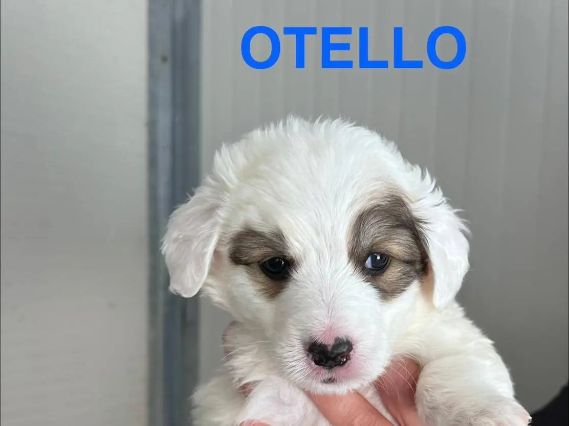 Adozione cane, maschio, Razza sconosciuta Razza sconosciuta, 6 mesi, taglia grande, Potenza