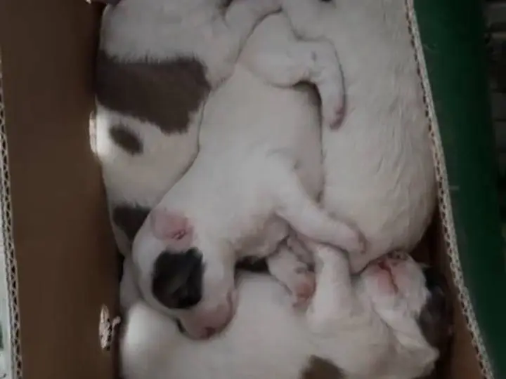 Adotta un cane, maschio, 6 mesi, Potenza