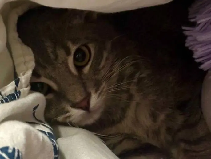 Adotta un gatto, taglia non valida, maschio, Parma