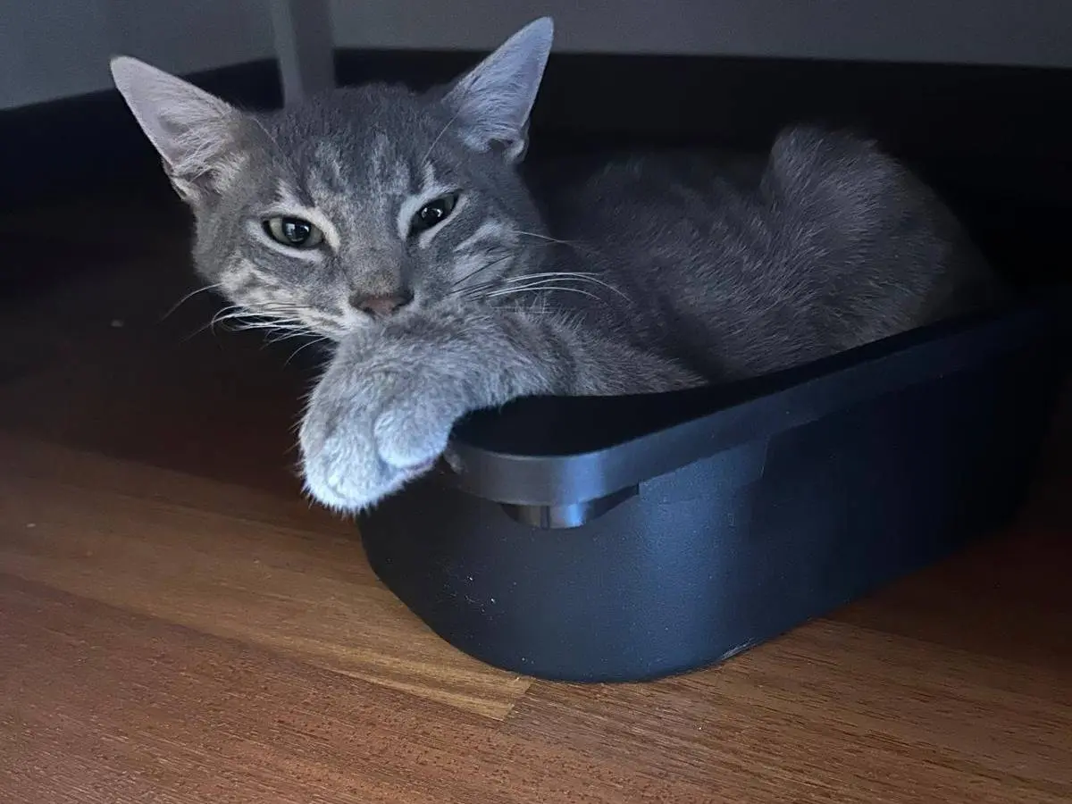 Adotta un gatto, maschio, 4 mesi, Parma
