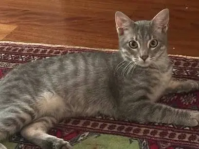 Adozione gatto, maschio, Razza sconosciuta Razza sconosciuta, 4 mesi, taglia non valida, Parma