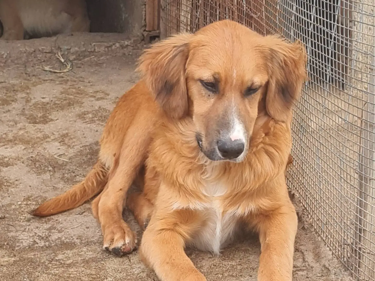 Adozione cane, maschio, Razza sconosciuta Razza sconosciuta, 1 anno, taglia media, Vibo