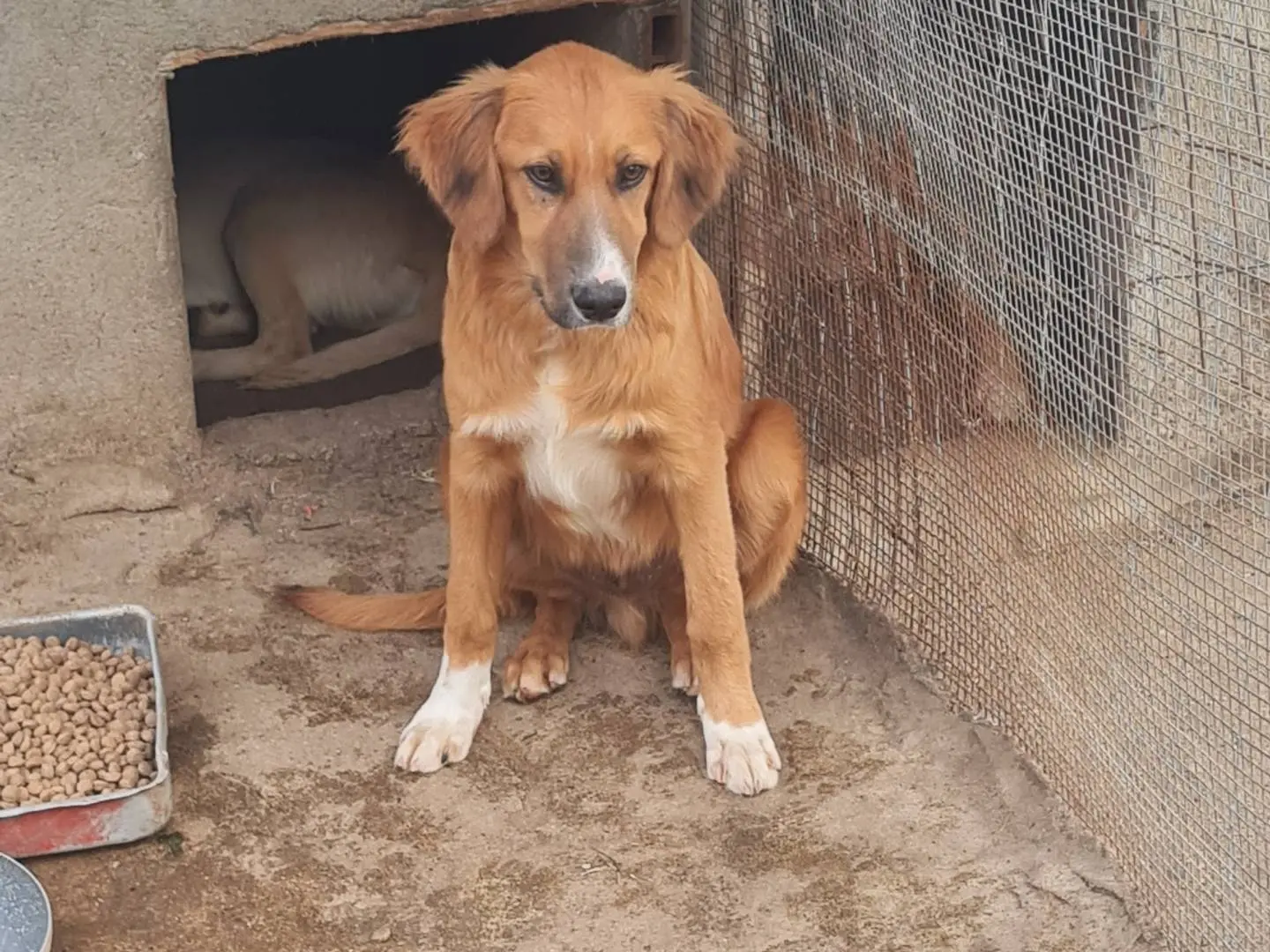 Adotta un cane, maschio, 1 anno, Vibo