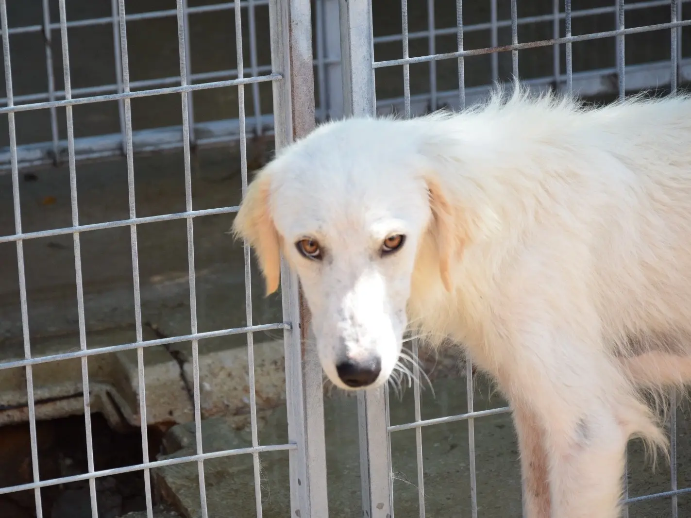 Adotta un cane, taglia media, maschio, Pescara